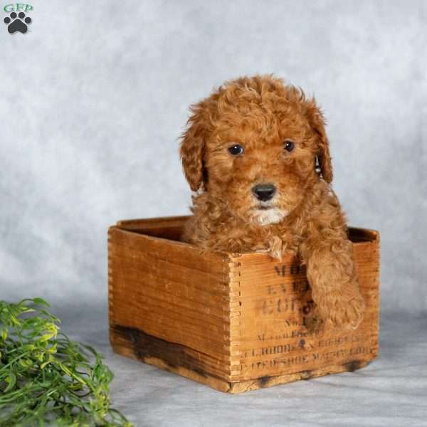 Jeffery, Miniature Poodle Puppy